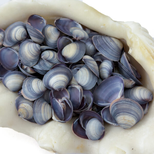 Purple Cay Cay shells