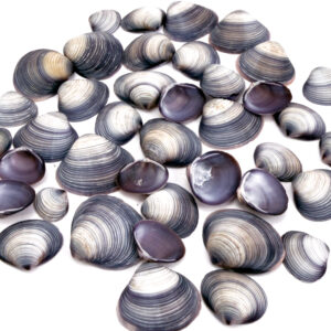 Purple Cay Cay shells