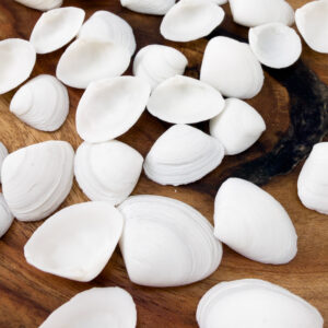 Small White Cay Cay shells