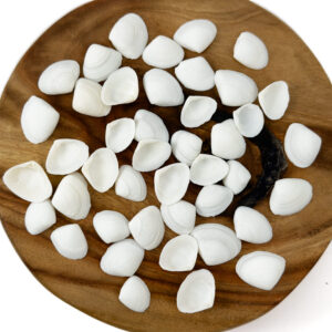 Small White Cay Cay shells