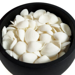 Small White Cay Cay shells