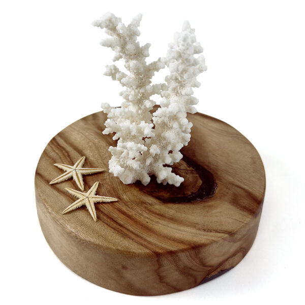 Acropora Bottlebrush coral