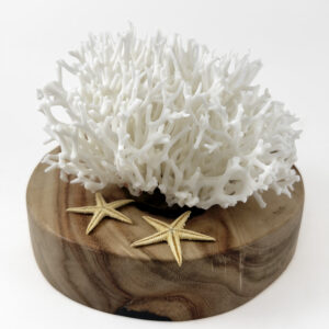 Seriatopora coral
