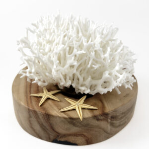 Seriatopora coral