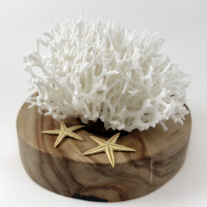 Seriatopora coral