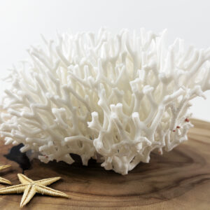 Seriatopora coral