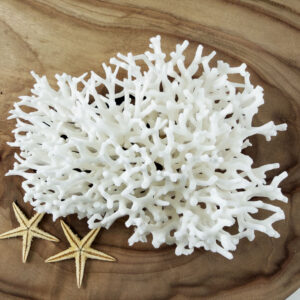 Seriatopora coral