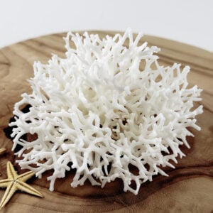 Seriatopora coral