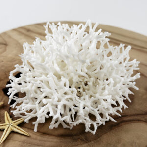 Seriatopora coral