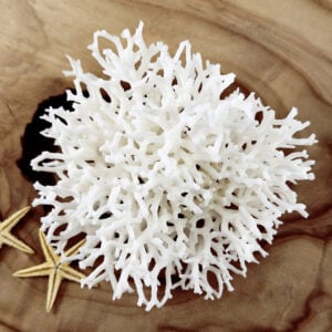 Seriatopora coral