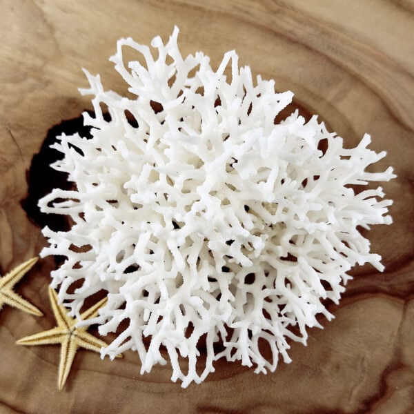 Seriatopora coral