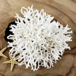 Seriatopora coral