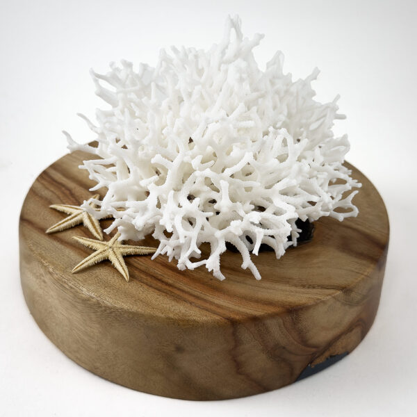Seriatopora coral