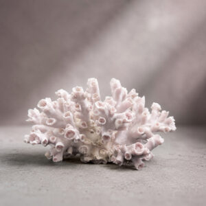Dendrophyllia Sun Coral