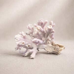 Dendrophyllia Sun Coral