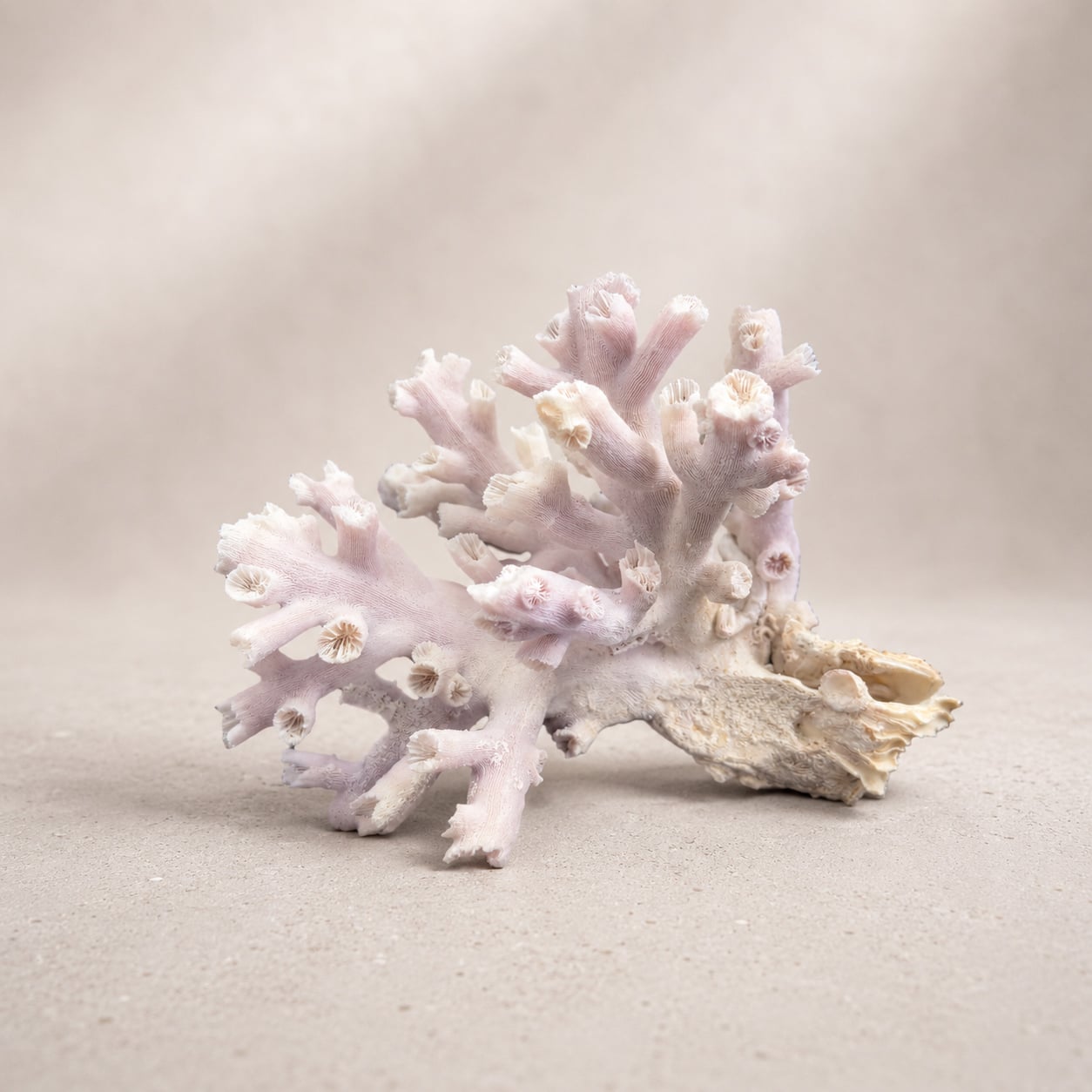 Dendrophyllia Sun Coral