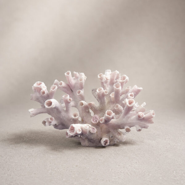 Dendrophyllia Sun Coral