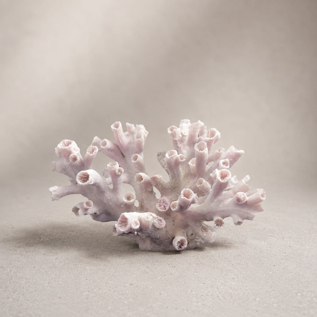 Dendrophyllia Sun Coral