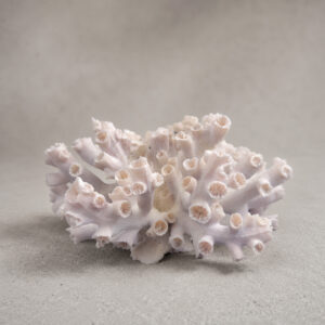 Dendrophyllia Sun Coral