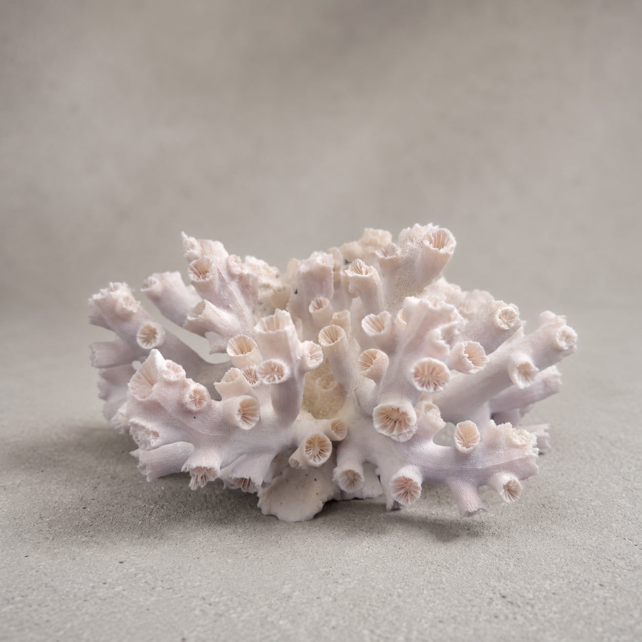 Dendrophyllia Sun Coral
