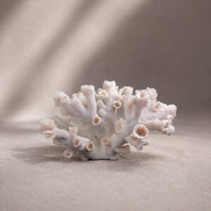 Dendrophyllia Sun Coral