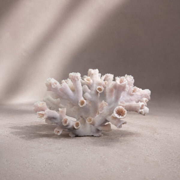 Dendrophyllia Sun Coral