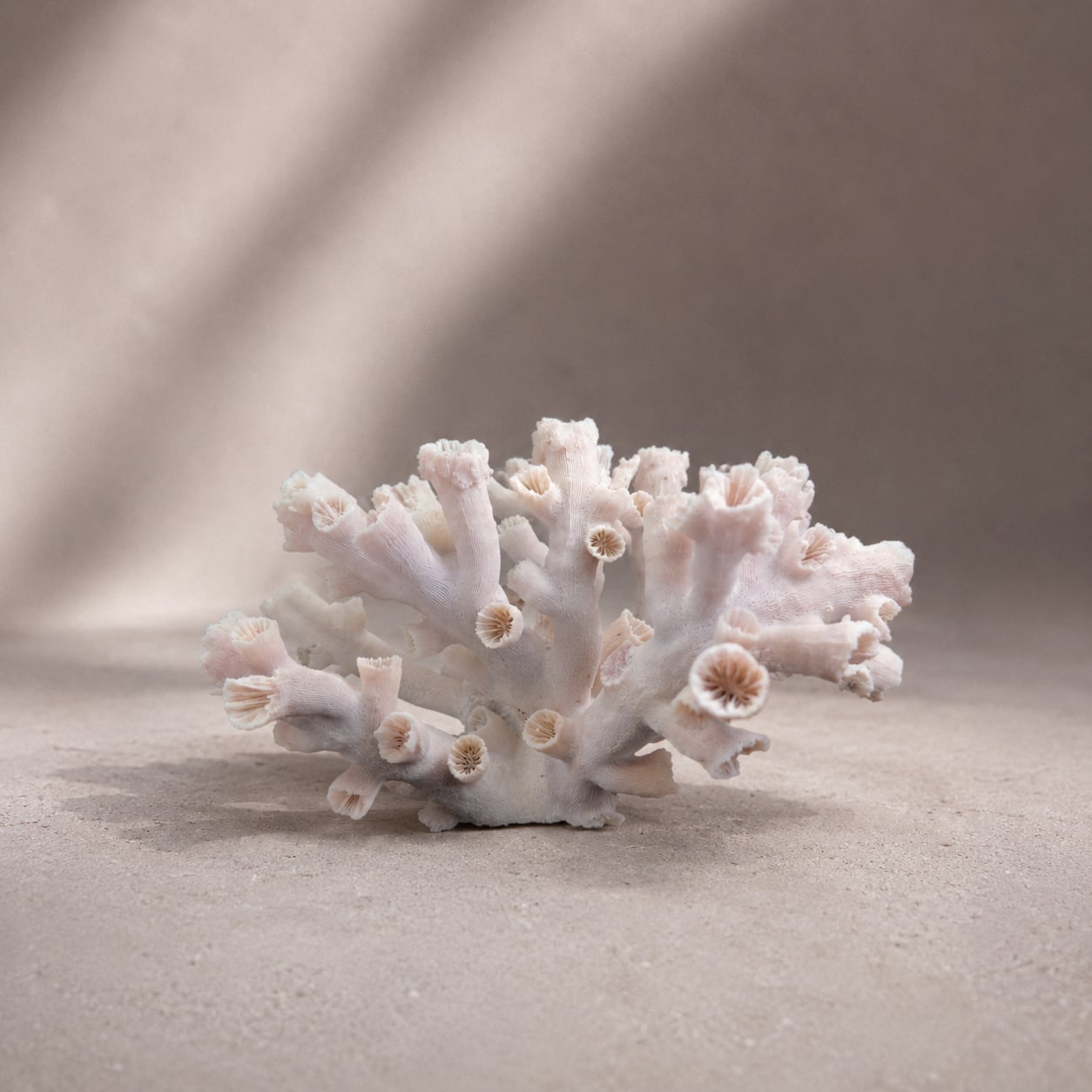 Dendrophyllia Sun Coral