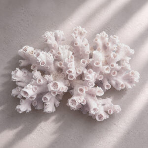 Dendrophyllia Sun Coral