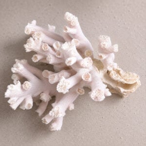 Dendrophyllia Sun Coral