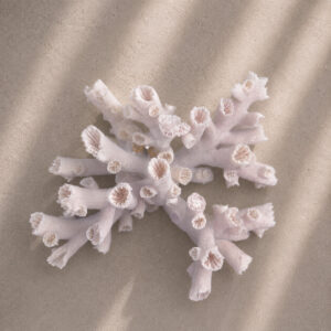 Dendrophyllia Sun Coral