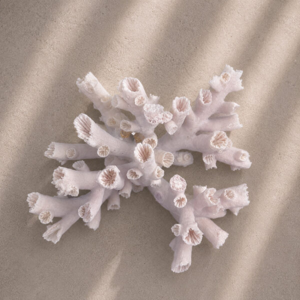 Dendrophyllia Sun Coral