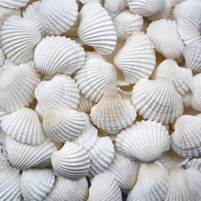 Anadara Granosa shells