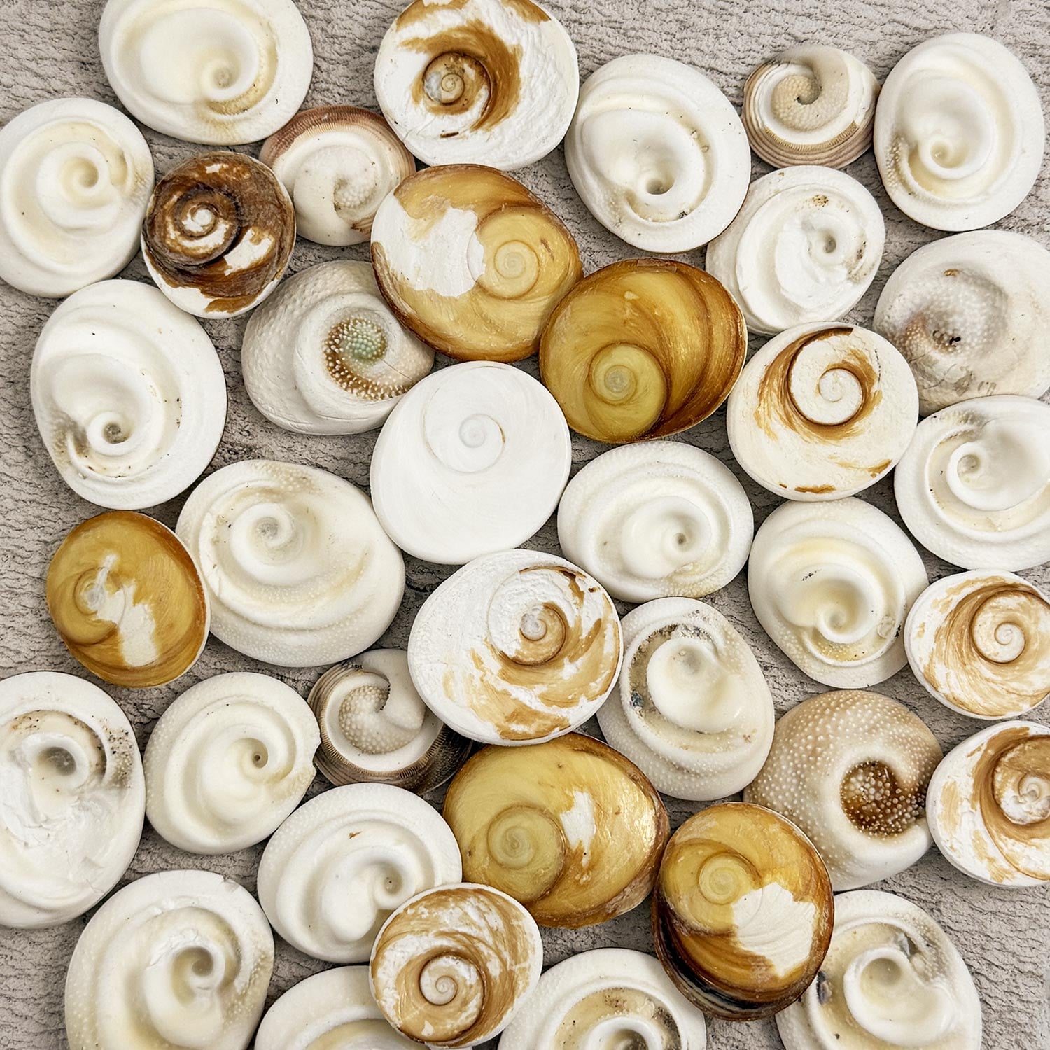 Catseye Shells Cream White and Ivory