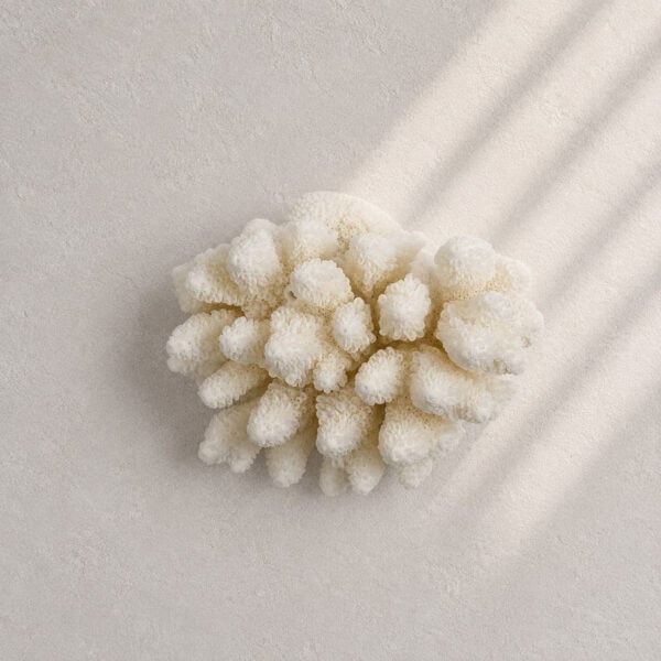 Finger Coral