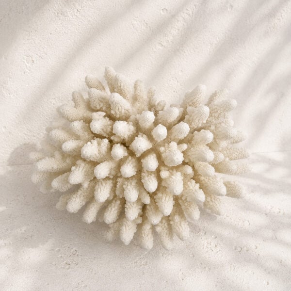 Finger Coral