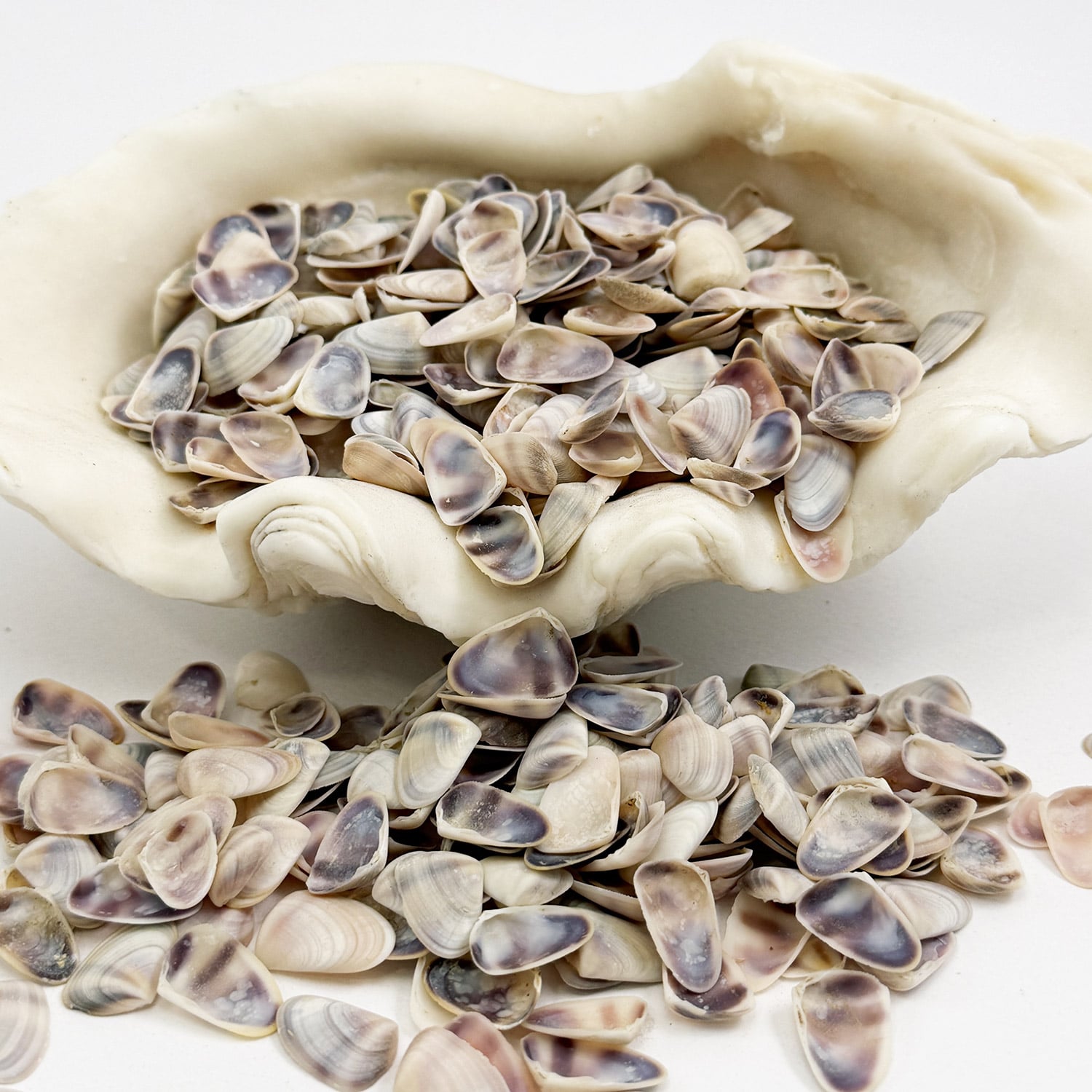 Small Donax Pipi Shells