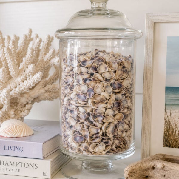 Small Donax Pipi Shells